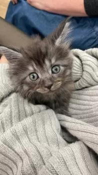 Y.S 様のお迎えした子猫