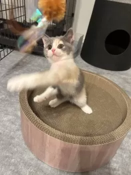 S.S 様のお迎えした子猫