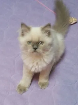 イトウ 様のお迎えした子猫