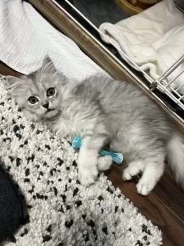 mm 様のお迎えした子猫