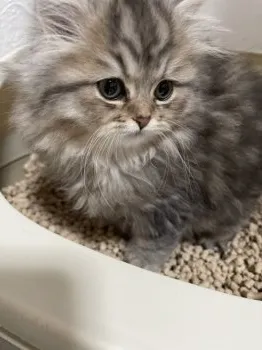 TH 様のお迎えした子猫