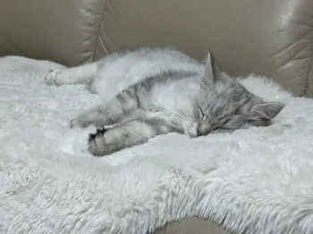 M.Y 様のお迎えした子猫