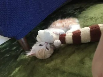 花音 様のお迎えした子猫