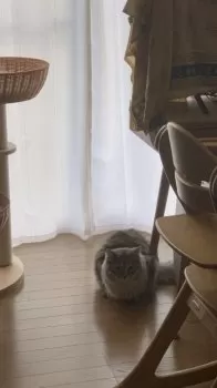 おみ 様のお迎えした子猫