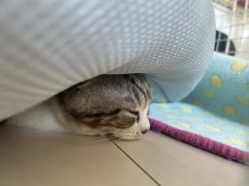 みか 様のお迎えした子猫