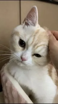K.K 様のお迎えした子猫
