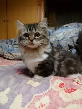 もっちゃん 様のお迎えした子猫