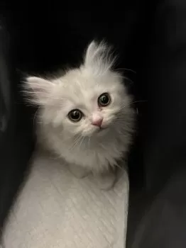 T.T 様のお迎えした子猫