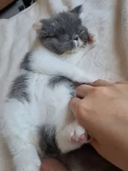 ゆか 様のお迎えした子猫