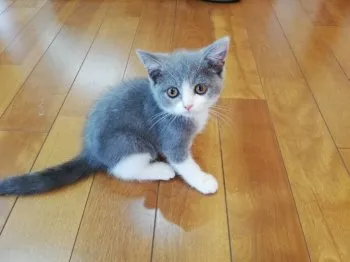 ぽぽ 様のお迎えした子猫