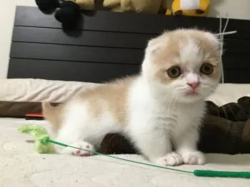 てぴ 様のお迎えした子猫