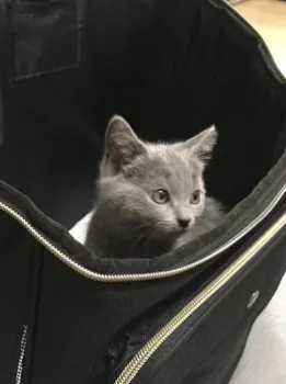 ロイ 様のお迎えした子猫
