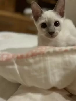 Y.Ｉ 様のお迎えした子猫