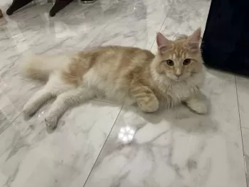 ずー 様のお迎えした子猫