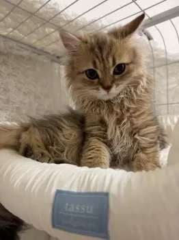 てんな 様のお迎えした子猫