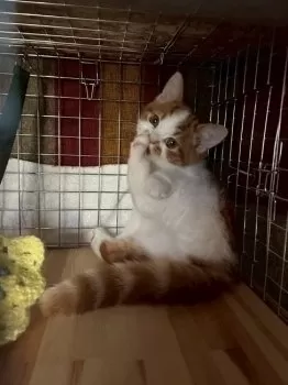 YOU 様のお迎えした子猫