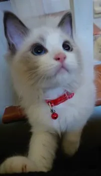 なおなおな 様のお迎えした子猫