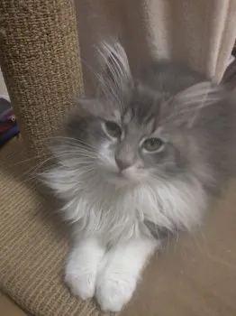 リオンの親 様のお迎えした子猫