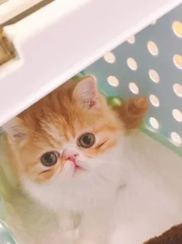 pojineko 様のお迎えした子猫