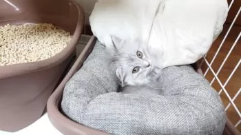 H.T 様のお迎えした子猫