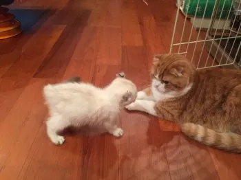 もち 様のお迎えした子猫