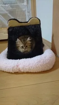 優菜ママ 様のお迎えした子猫