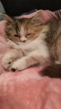 りりちゃん 様のお迎えした子猫