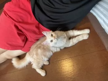 よーきん 様のお迎えした子猫