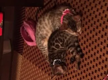 メイ 様のお迎えした子猫