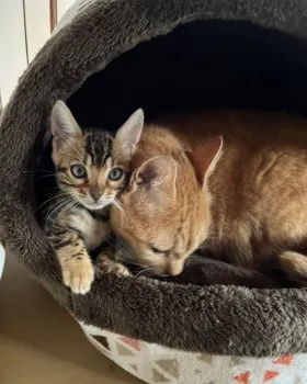 オカ 様のお迎えした子猫