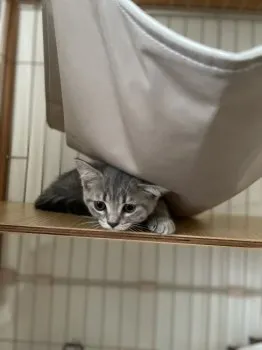 つき 様のお迎えした子猫