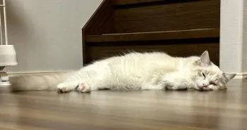 T.A 様のお迎えした子猫