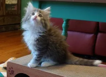 H.K 様のお迎えした子猫