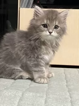 tomo 様のお迎えした子猫