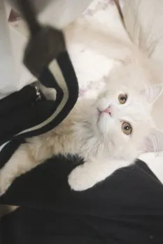 Ｉ.Ｉ 様のお迎えした子猫