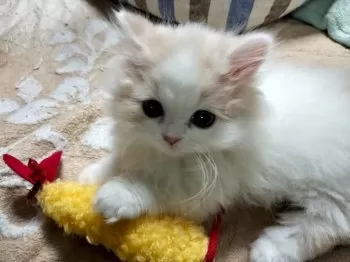 nyanko 様のお迎えした子猫