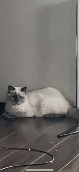 よん 様のお迎えした子猫