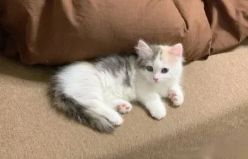 ナッジ 様のお迎えした子猫