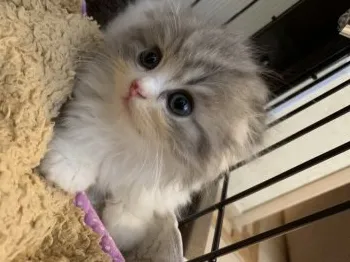 もこ 様のお迎えした子猫