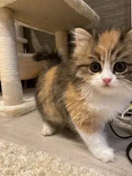 ToshiHotta 様のお迎えした子猫