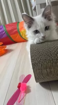 M.S 様のお迎えした子猫