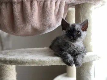 ミカン 様のお迎えした子猫