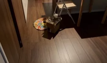 sky 様のお迎えした子猫