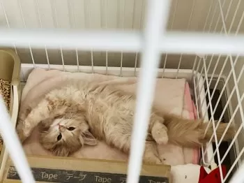 もこもこ 様のお迎えした子猫