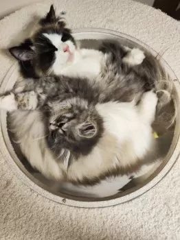 D.K 様のお迎えした子猫