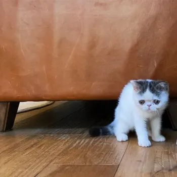 K.N 様のお迎えした子猫