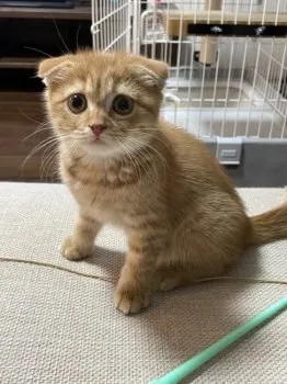 しい 様のお迎えした子猫