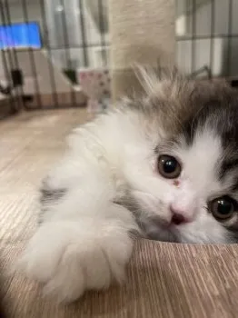 M.Y 様のお迎えした子猫