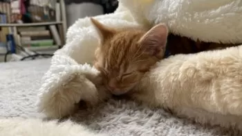 N.F 様のお迎えした子猫