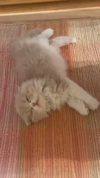 たこ 様のお迎えした子猫